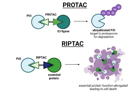 From PROTAC To RIPTAC It Is A Challenge And An Opportunity Media